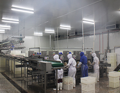 肉雞屠宰加工廠