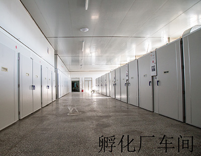 孵化車(chē)間