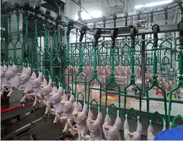 肉雞屠宰加工